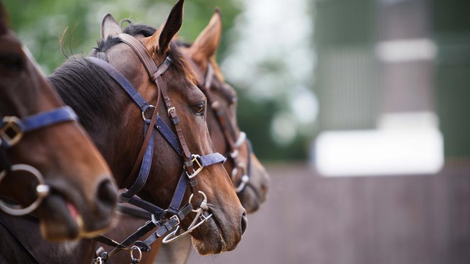 Best Bet Of The Day Horse Racing Best Bet Of The Day Horse Racing